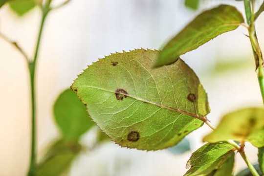 樹木の消毒-八王子市の植木屋-株式会社エスユーサービス